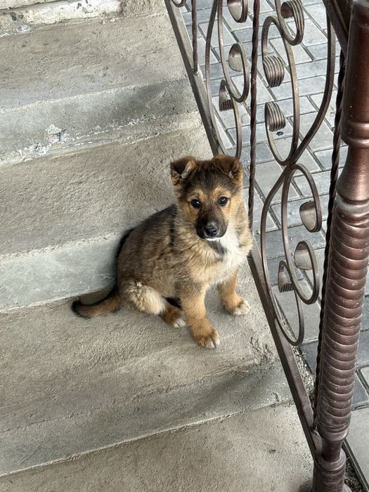 Отдам щенка в хорошие руки