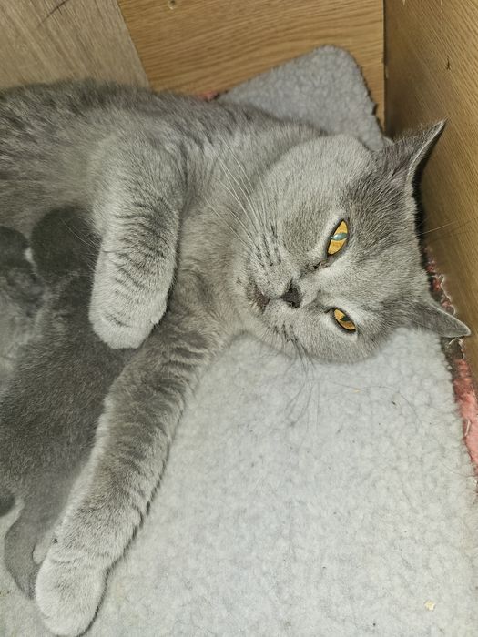 British shorthair blue