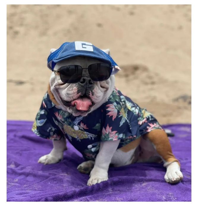 Одежда для собак и кошек