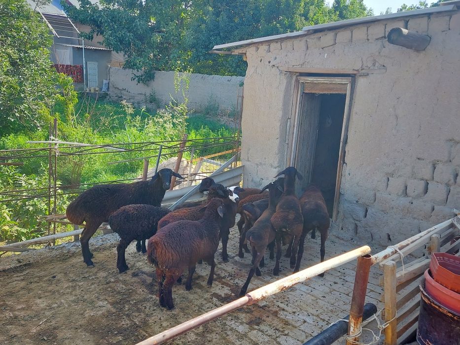 Sotiladigan 11 dona qo‘ylarimiz bor.