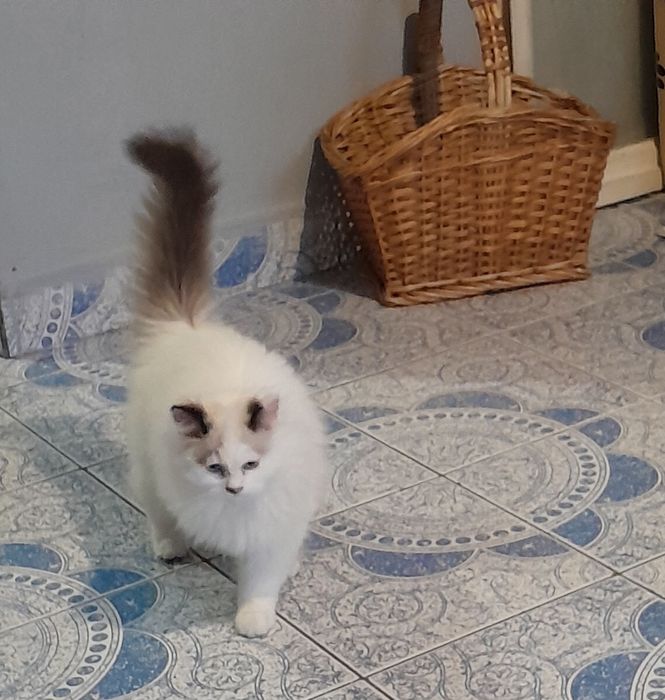 Коте Регдол момче