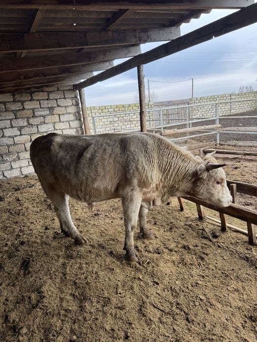 Продаються бычки ( симентальскии)