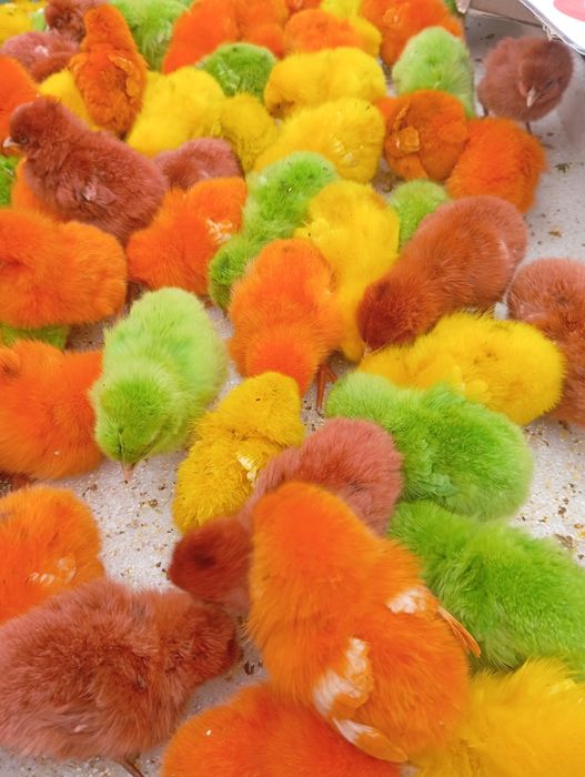 Rangli jojalar  .ФАРГОНА ШАХАР