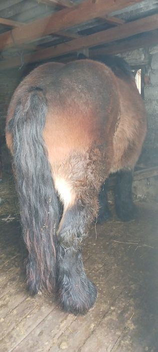 Vând iapa  murga  ardeneza