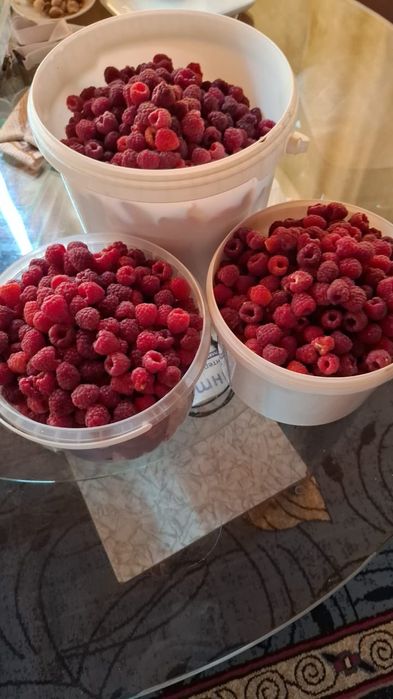 Продам саженцы малины.