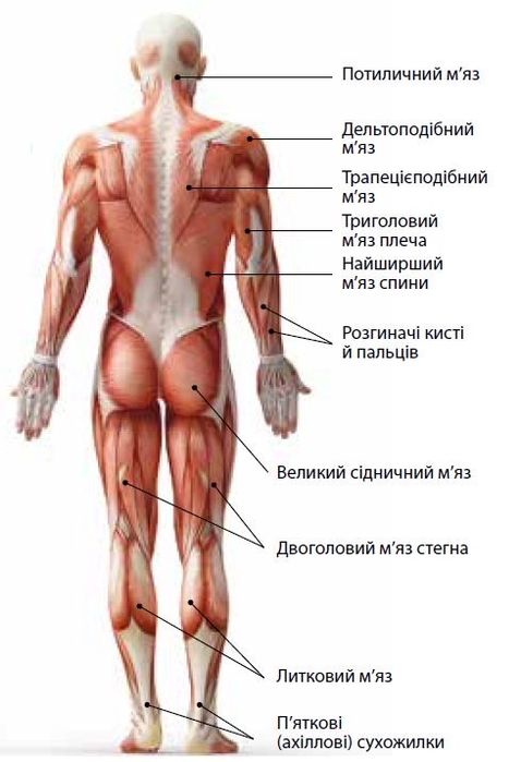 Обучение массажу с нуля!