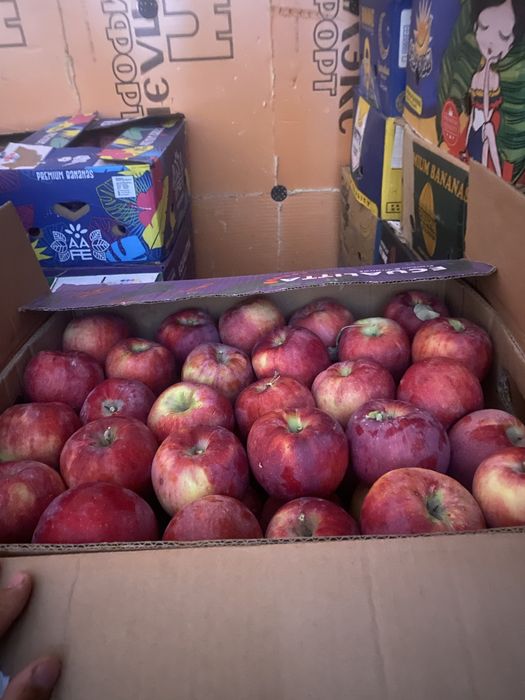 Продам апорт местный