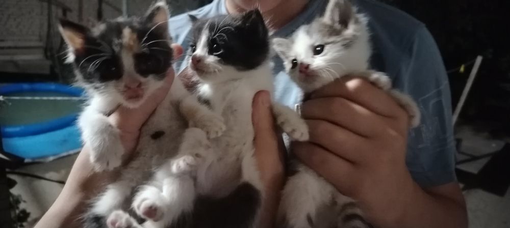 котята, 1 месячные