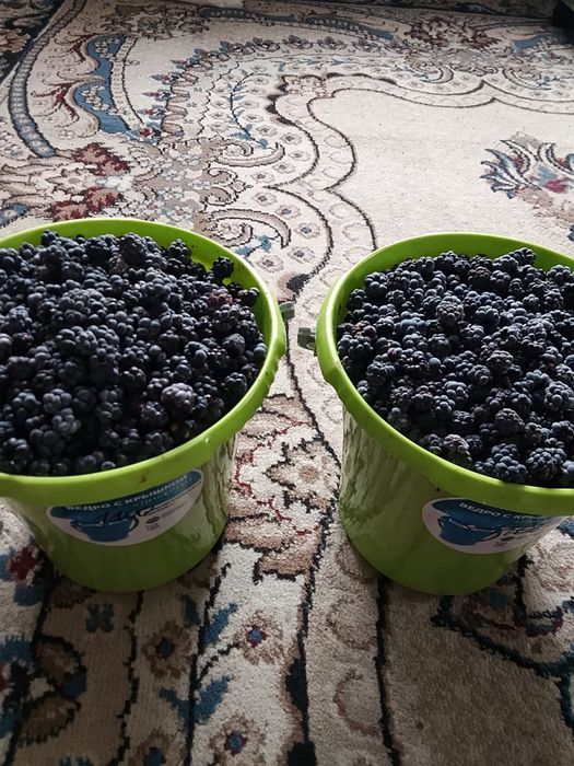 Продам ежевику. Литр 2000