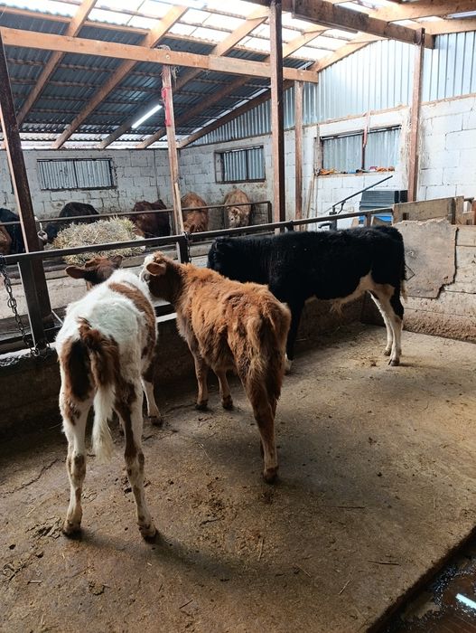 Продаются 2 бычка и 1 тёлка