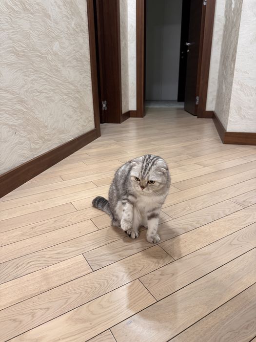 Кошка шотландская вислоухая