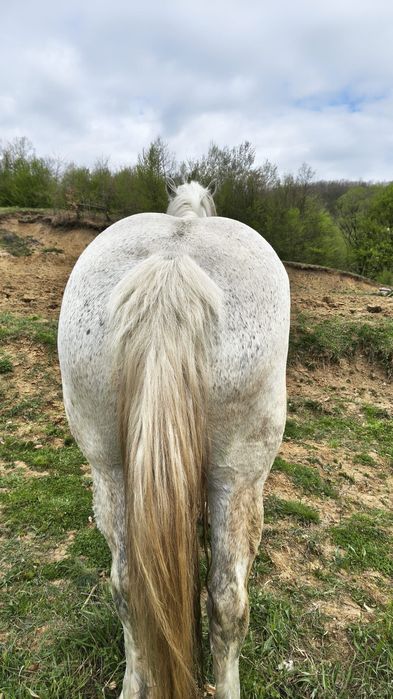 vând o iapă și un cal