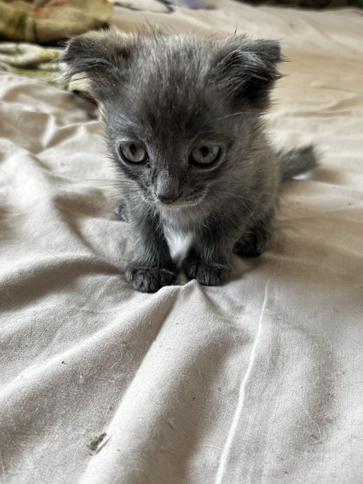 Продам красивых котят