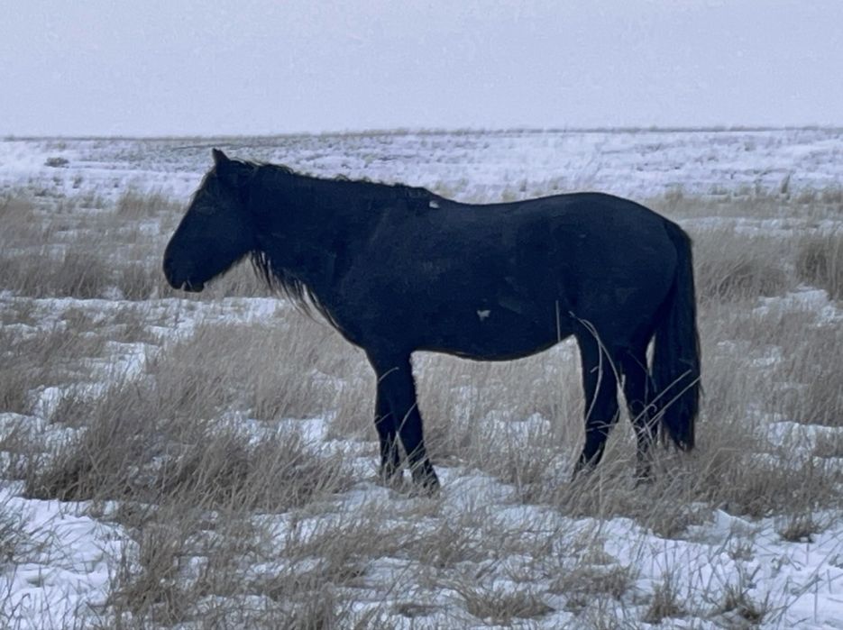 Жеребец айгыр сатылады