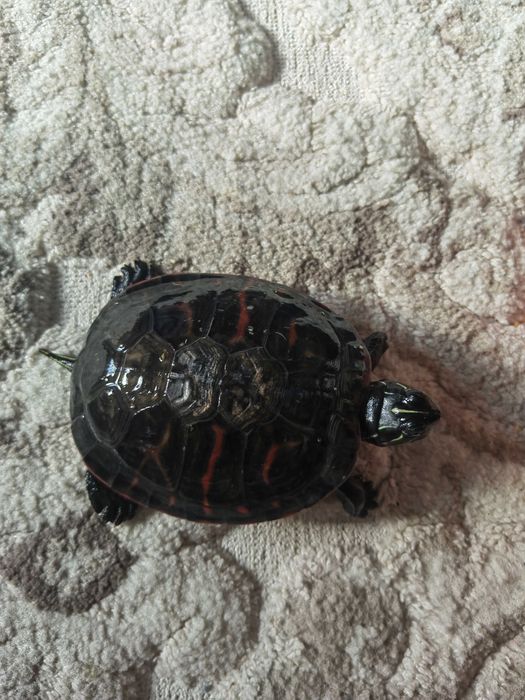Painted Turtle / Broască țestoasă acvatică + recipient