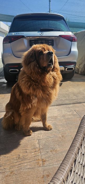 Тибетски мастиф с родословие