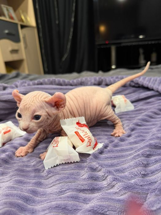 Продам редких котят ЭЛЬФ и БАМБИНО