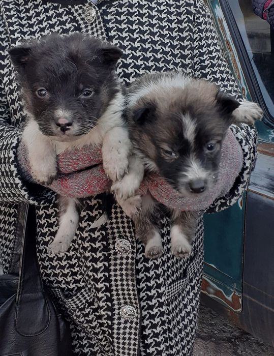 Отдам щенков бесплатно