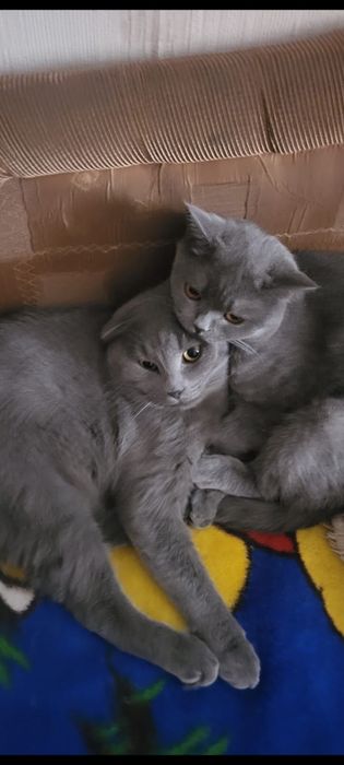 Отдам в добрые руки