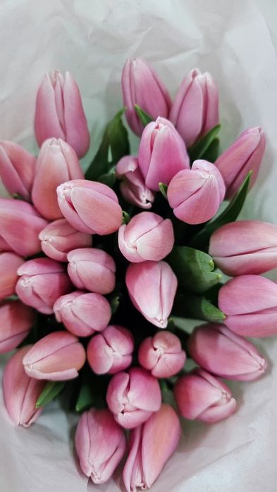 Тюльпаны в розницу от 490 тг.