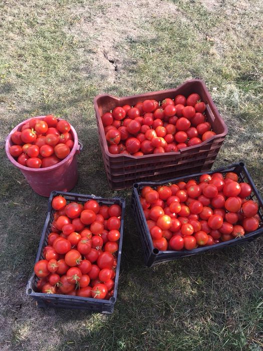 Suc de rosii 100% natural ( bio ) !