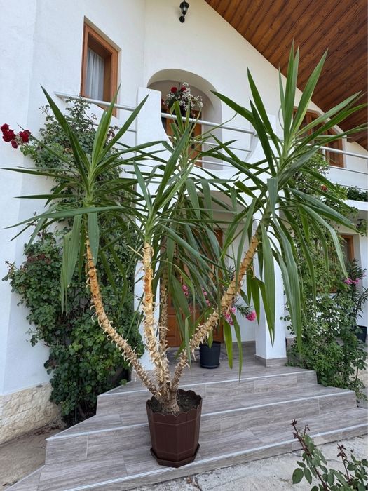 Yucca gigantă / copac 18 ani