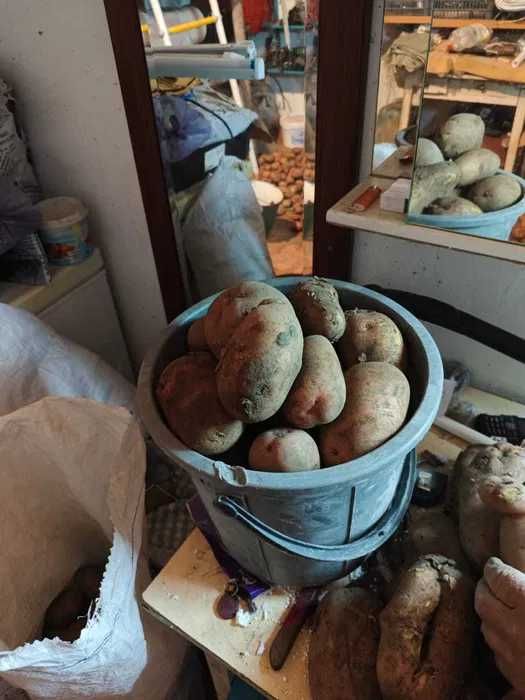 Продам дачный картофель ( крупная )