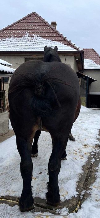 Vând iapă          .