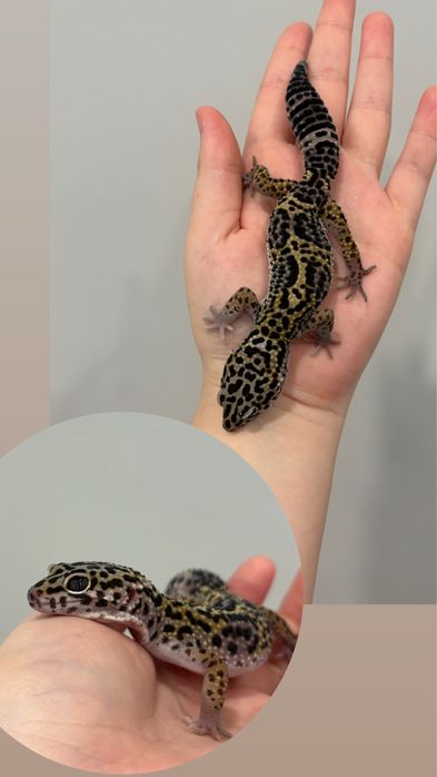 Гекконы эублефары  7 месяцев