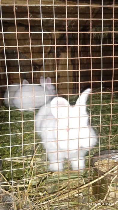 Кральчат пародистых