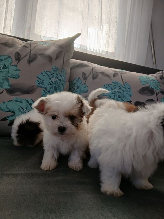 Cățeluși bichon de 8 săptămâni