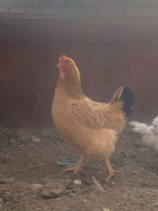 Тауықтар сатылады