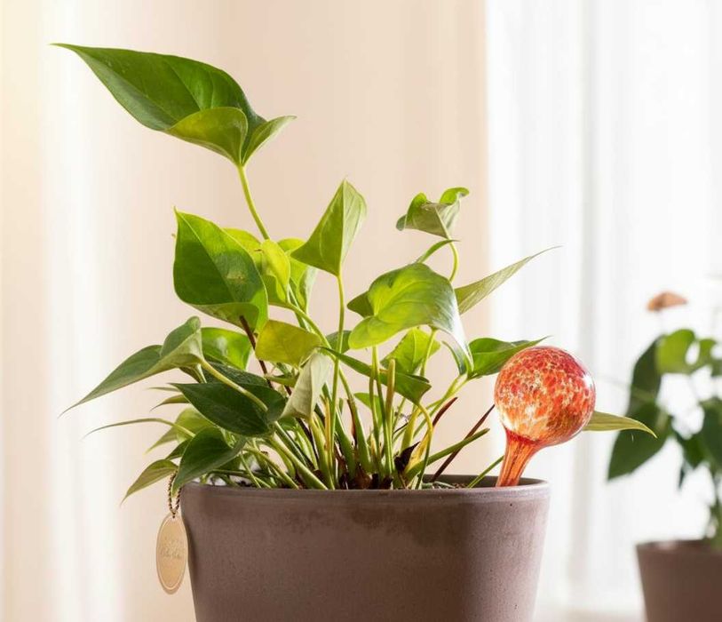 Set 4 bile de udare sticla sistem automat prin picurare 100ml