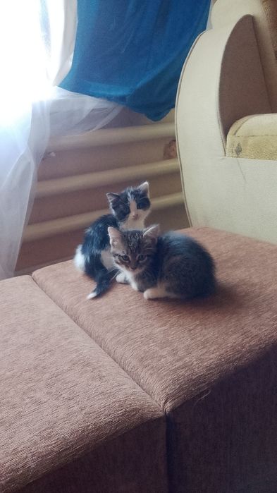 Отдам котенка в добрые руки