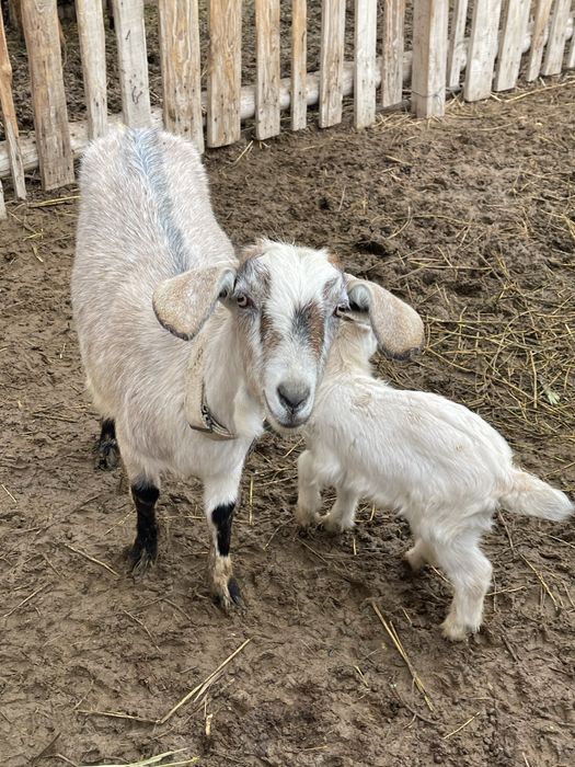 Альпи пародистый сауынды ешкі