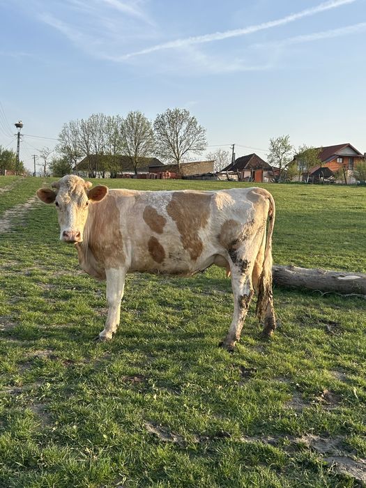 Vand 8 vaci mai multe detali la numarul de telefon