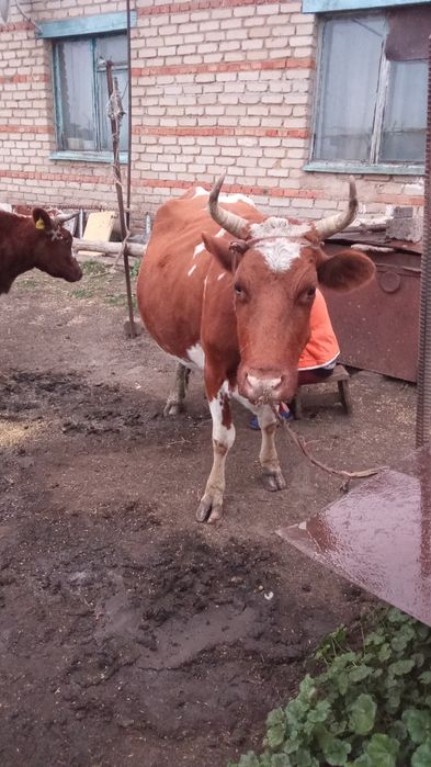 Срочно продаю приведите