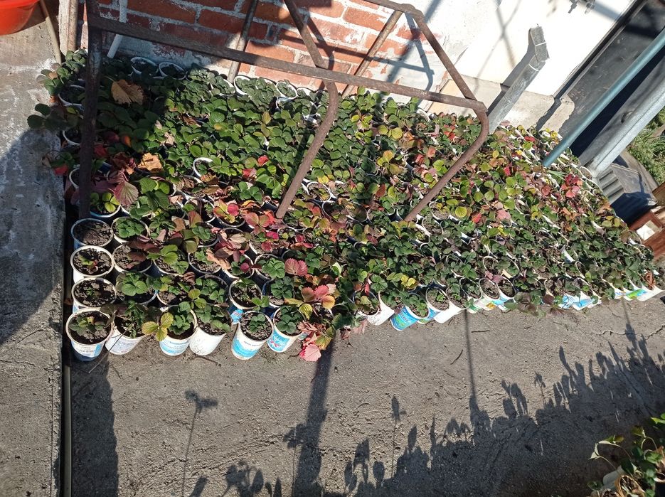 Ягоди разсад в кутийки