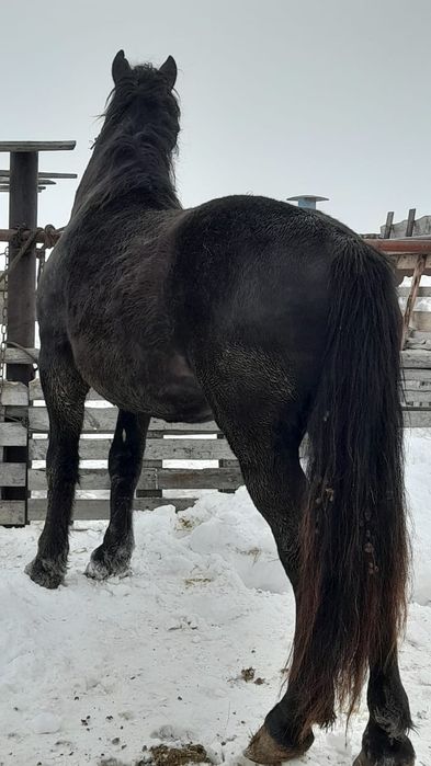 Продам жеребца тяжеловоз