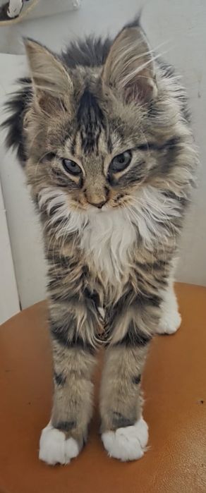 Fetita Maine Coon