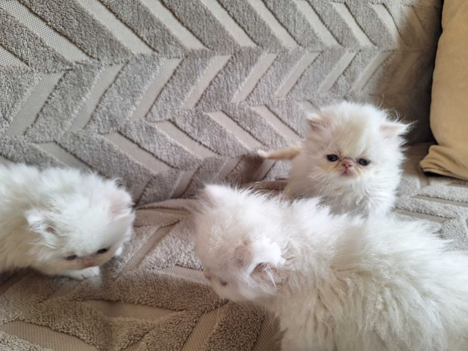 Персийски котенца
