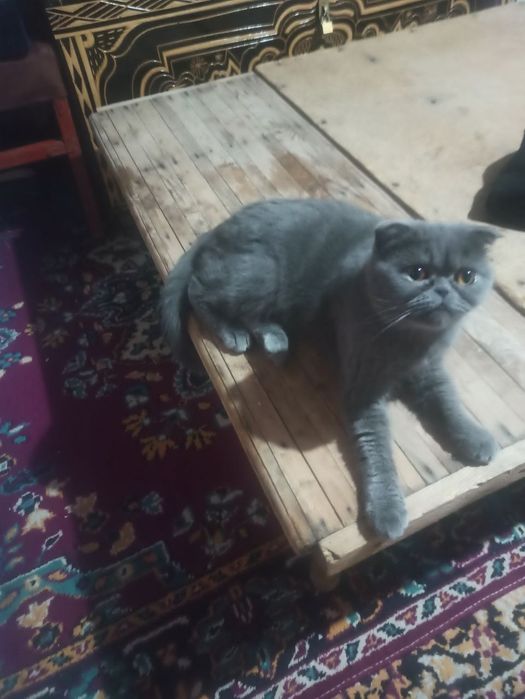 Mushuk sotiladi oladiganlat aloga