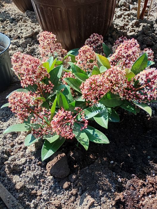 Skimiia japonica,preț 50 ron