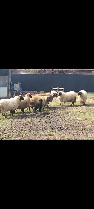 Vând oi carabase, tinere, frumoase, bune de ținut