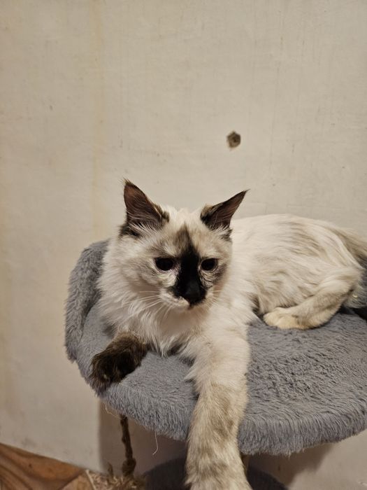 Лелика в хорошие ручки.