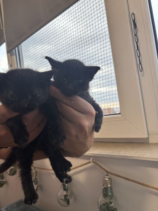 2 pui de pisica spre adoptie