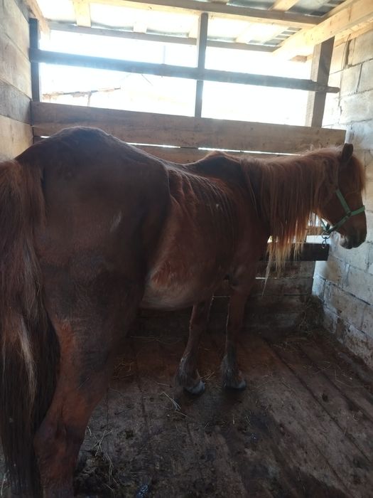 Продам жеребую дойную кобылу