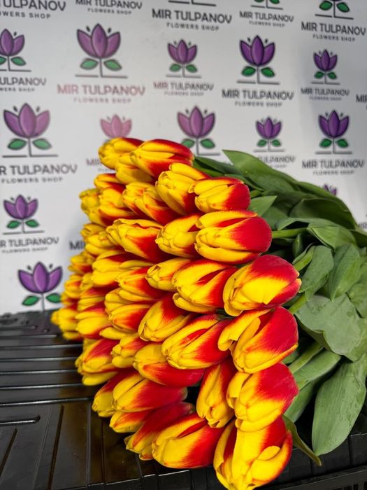 Тюльпаны крупные белорусские