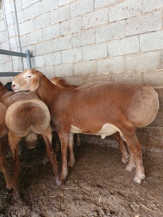 Семиз куйлар бор