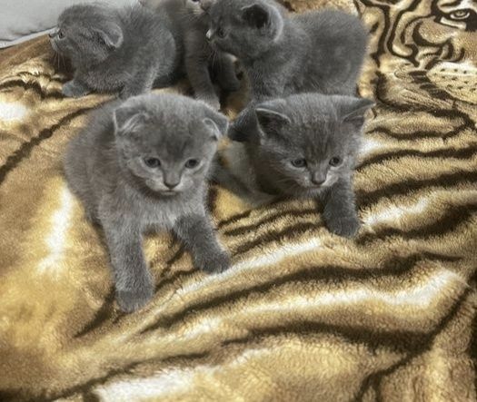 Шотландские котята